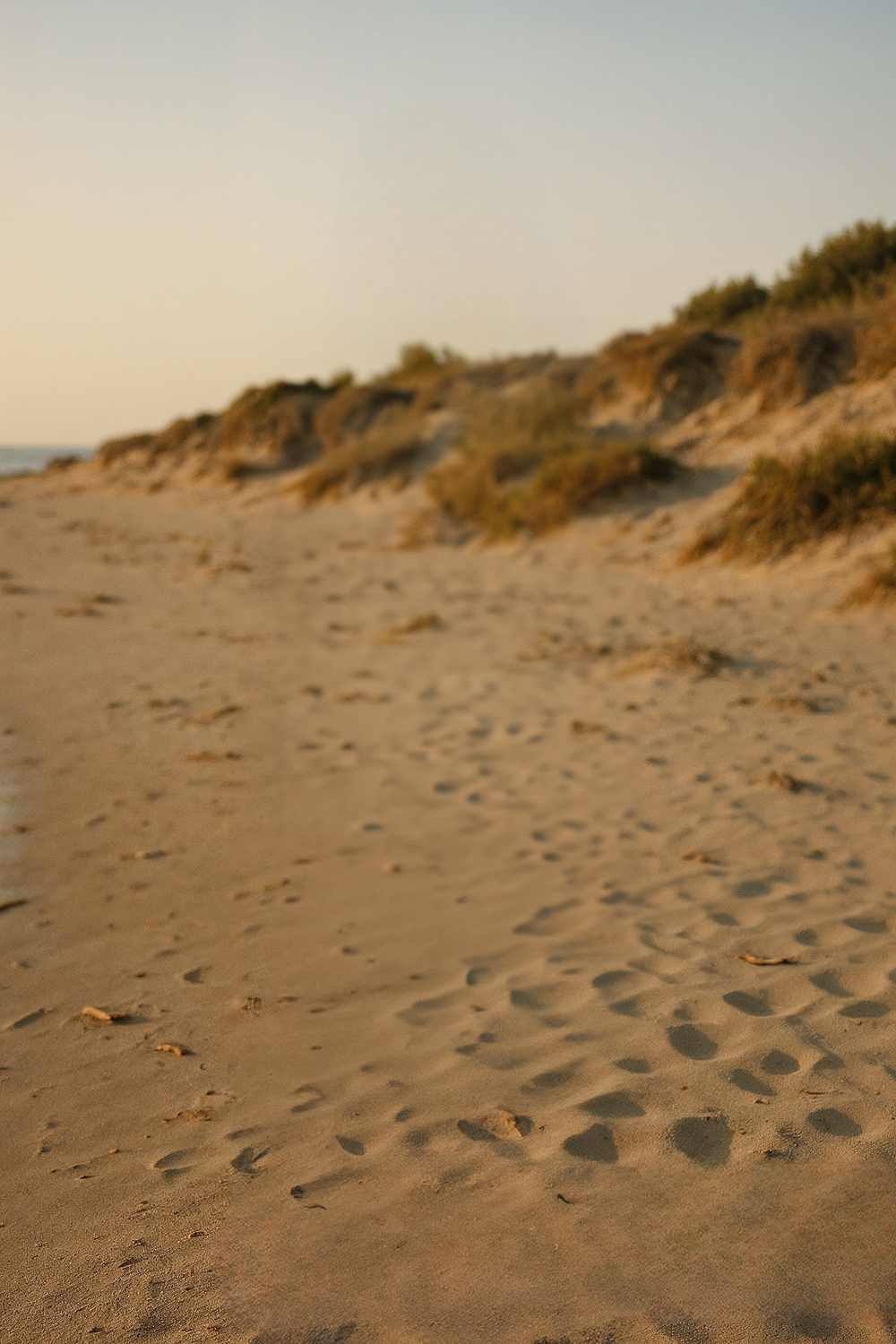 Sandy beach shoreline with coastal dunes and golden light