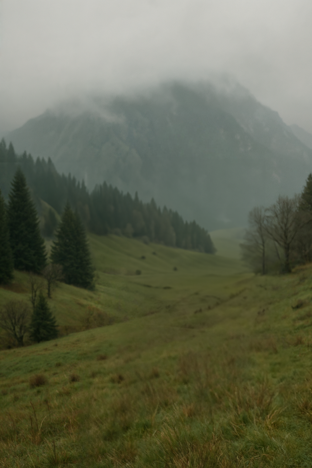 Fog-covered mountain range with pine trees and grassy hills