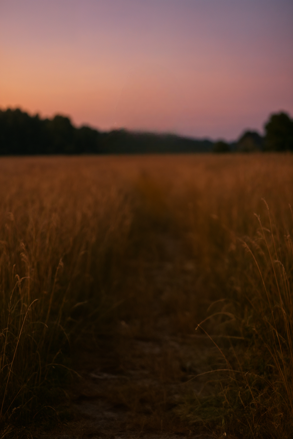 Golden sky over tall field grass at sunset