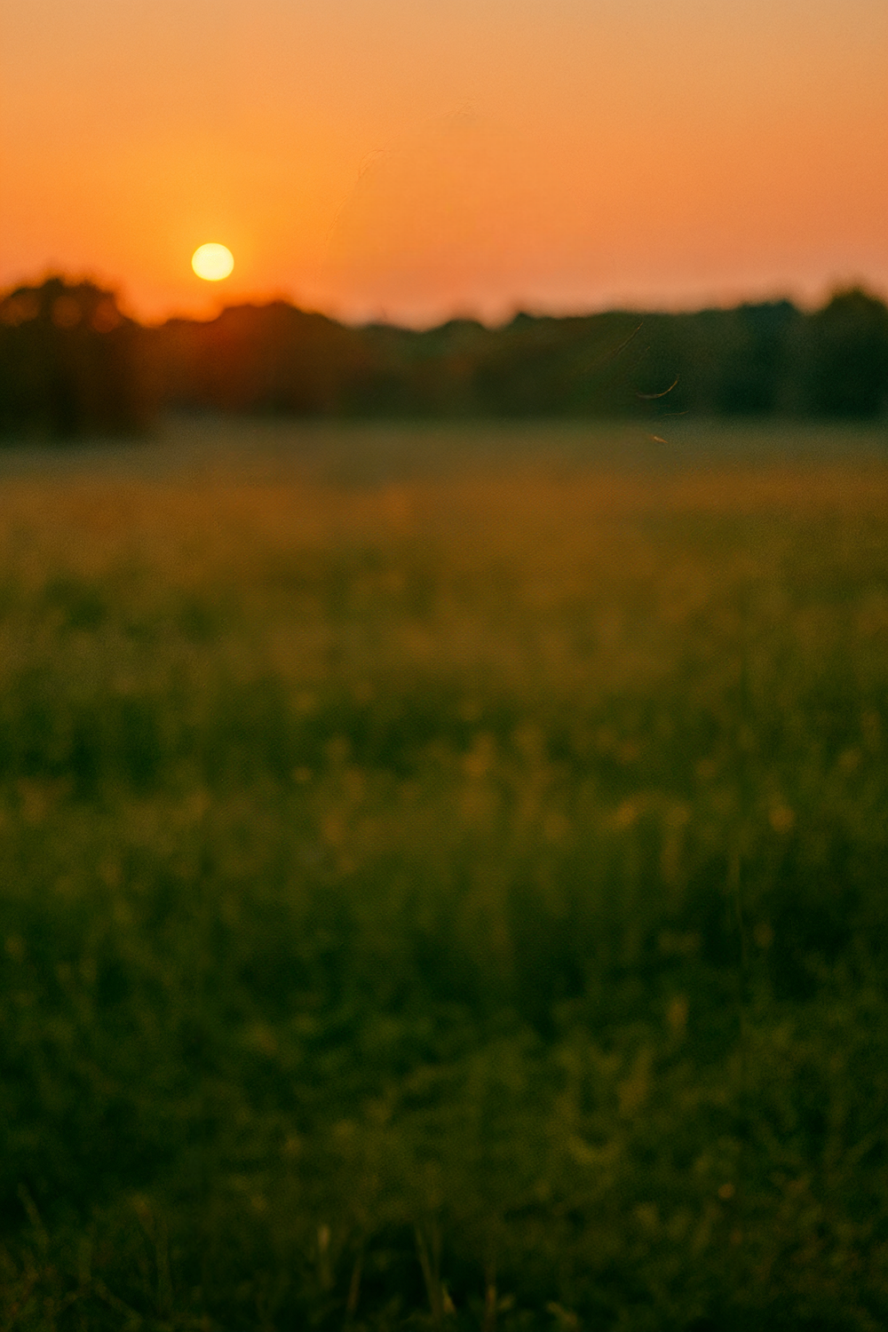 Golden sunset over quiet grassy field with distant trees