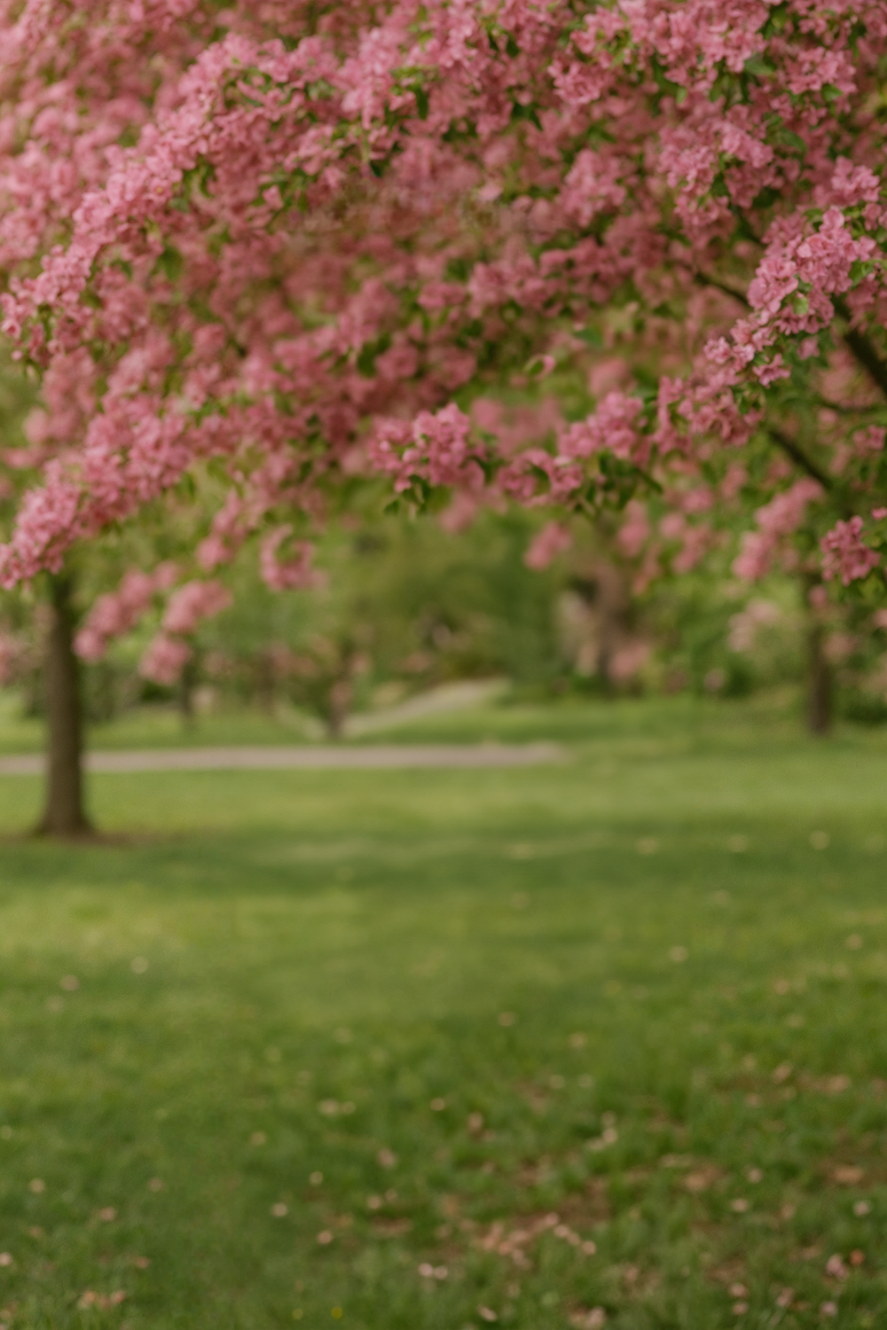 Blooming pink floral trees in lush spring park