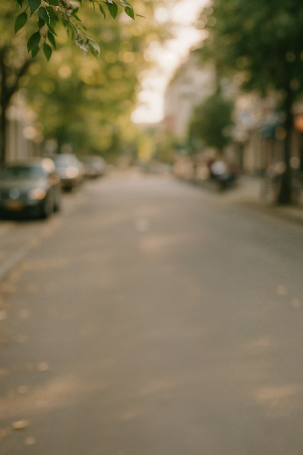 Tree-lined urban street with parked cars and soft light