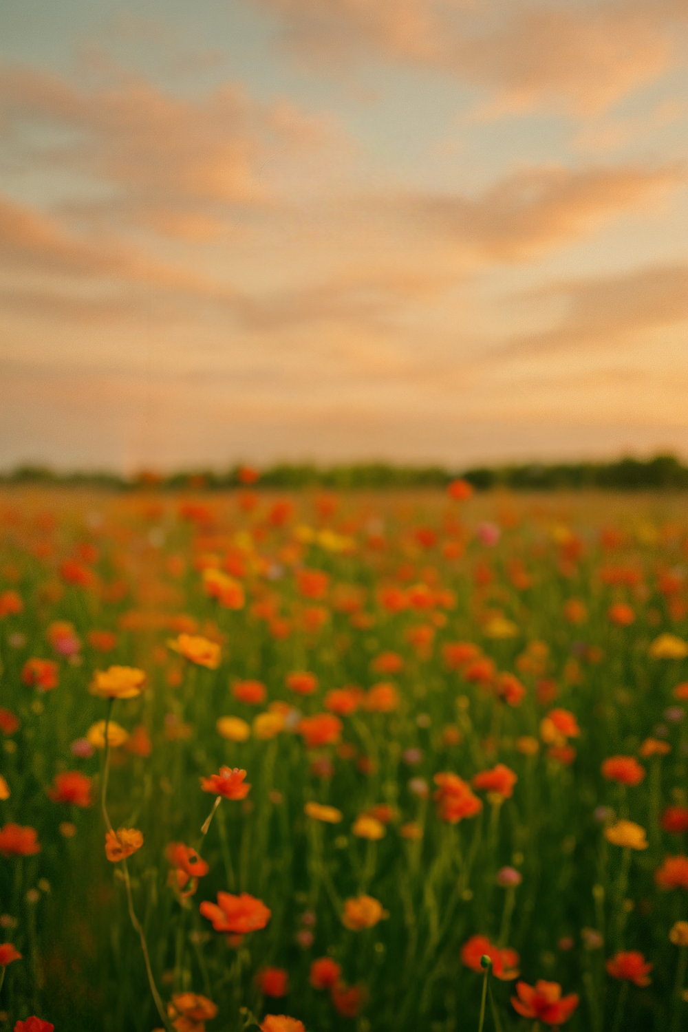 Vibrant wildflower field beneath a glowing sunset sky