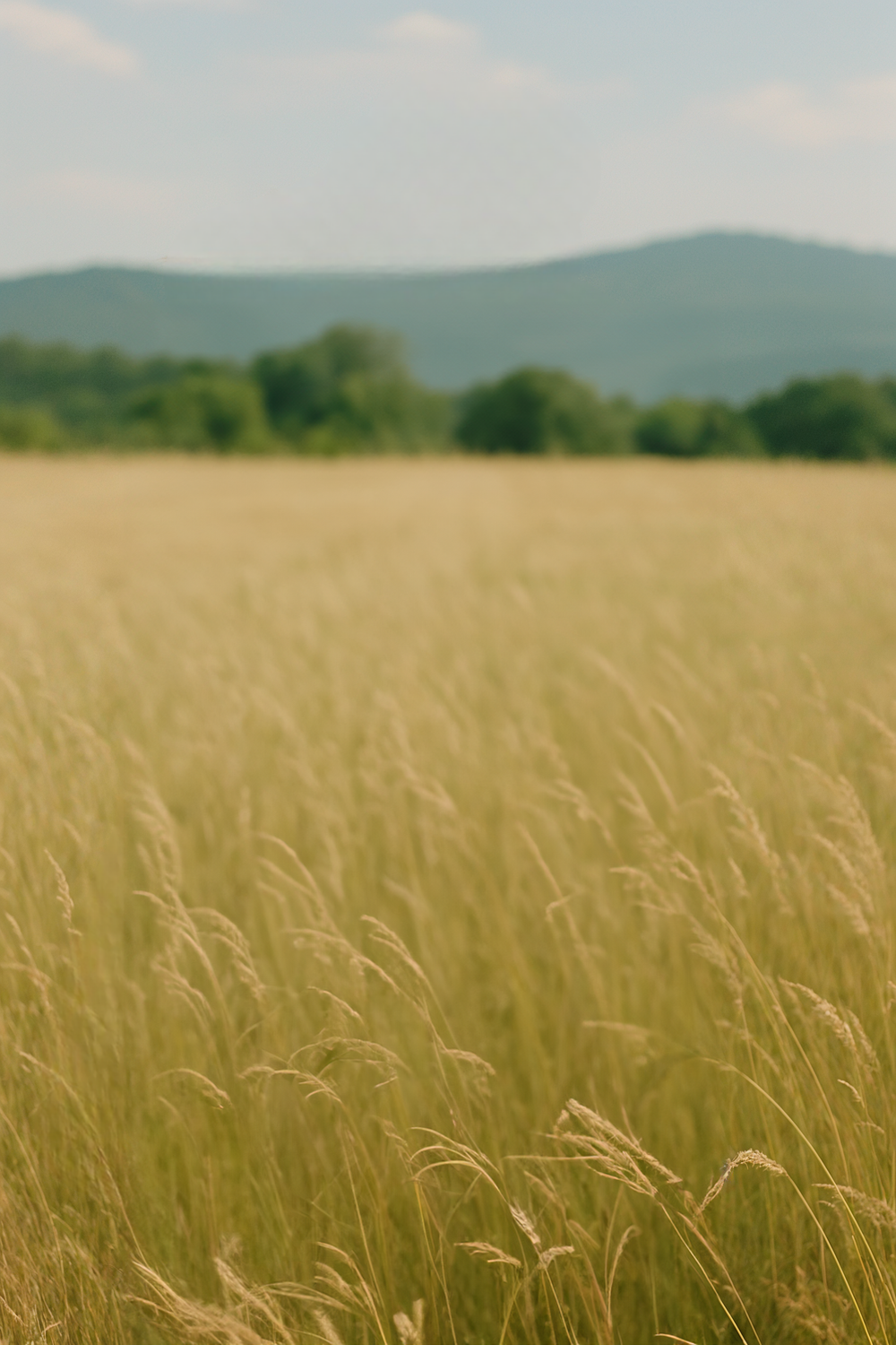 Sunny open field with tall grass and distant hills