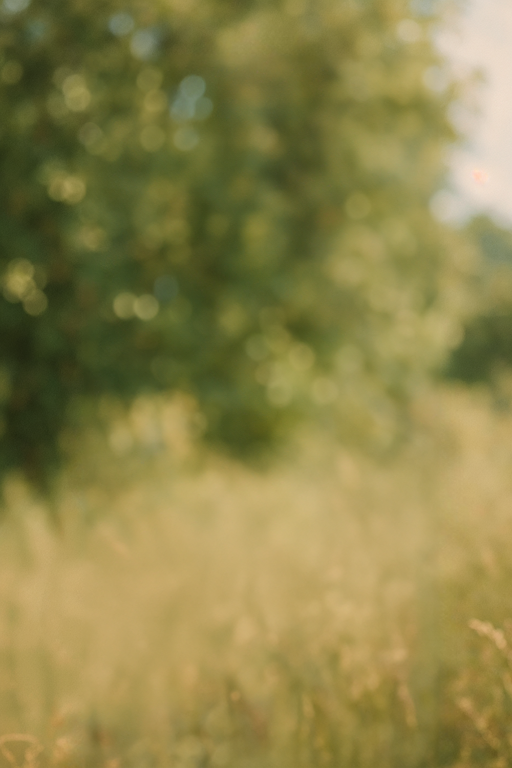 Sunlit grassy field with soft-focus green foliage behind