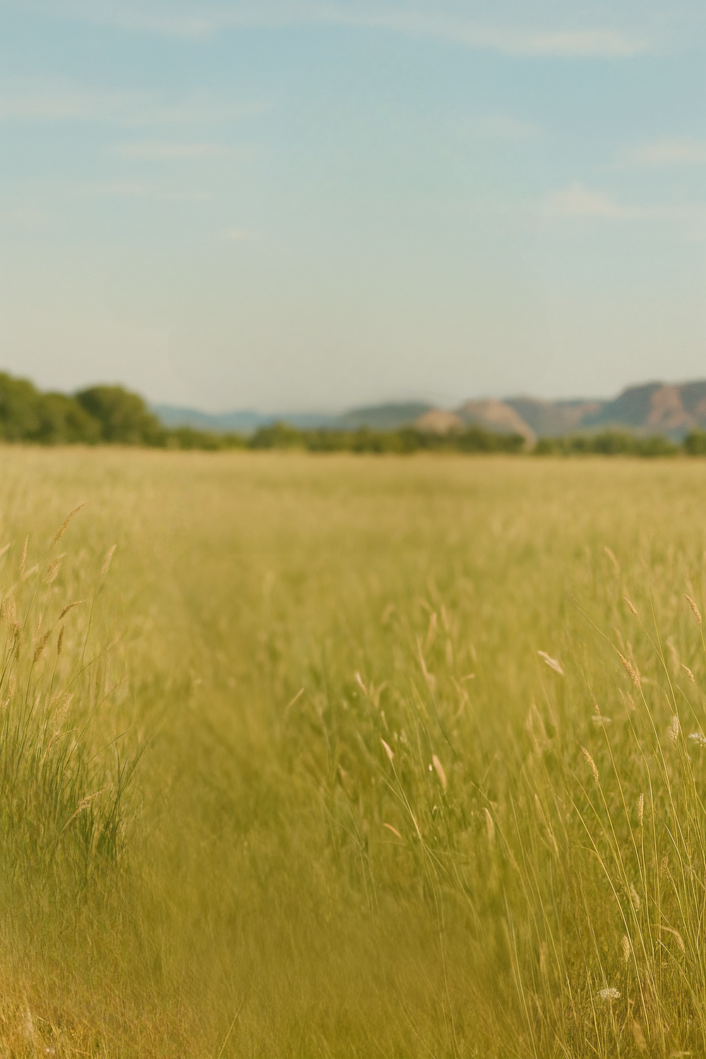 Open grassy meadow with soft hills in distance