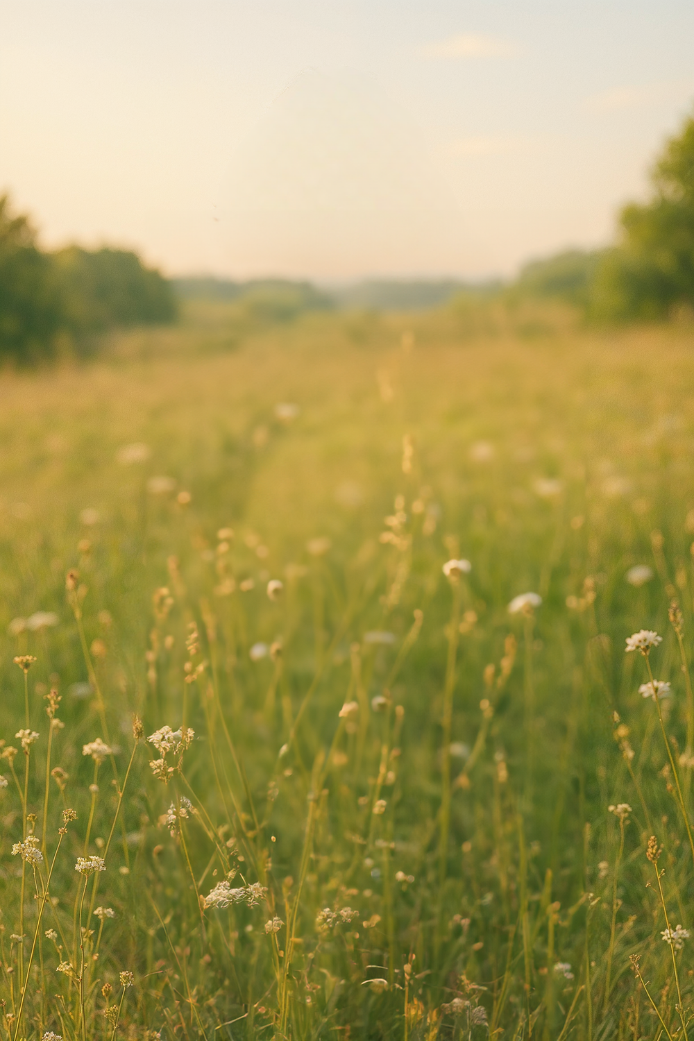 Golden field with wildflowers under soft evening light