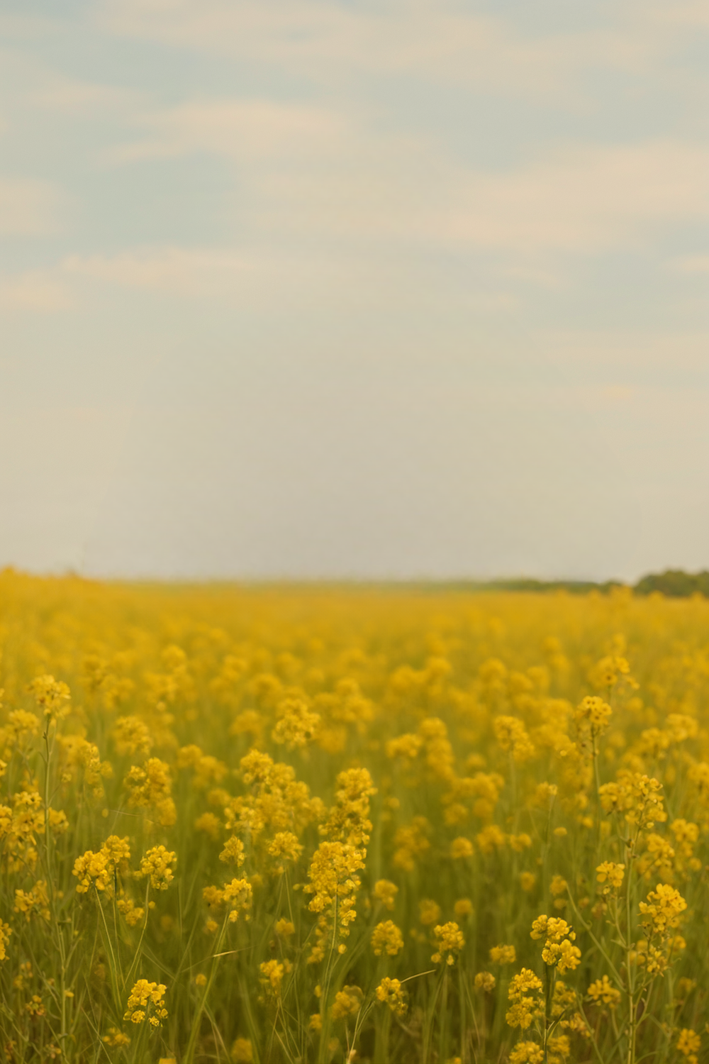 Vast yellow flower field under soft pastel sky