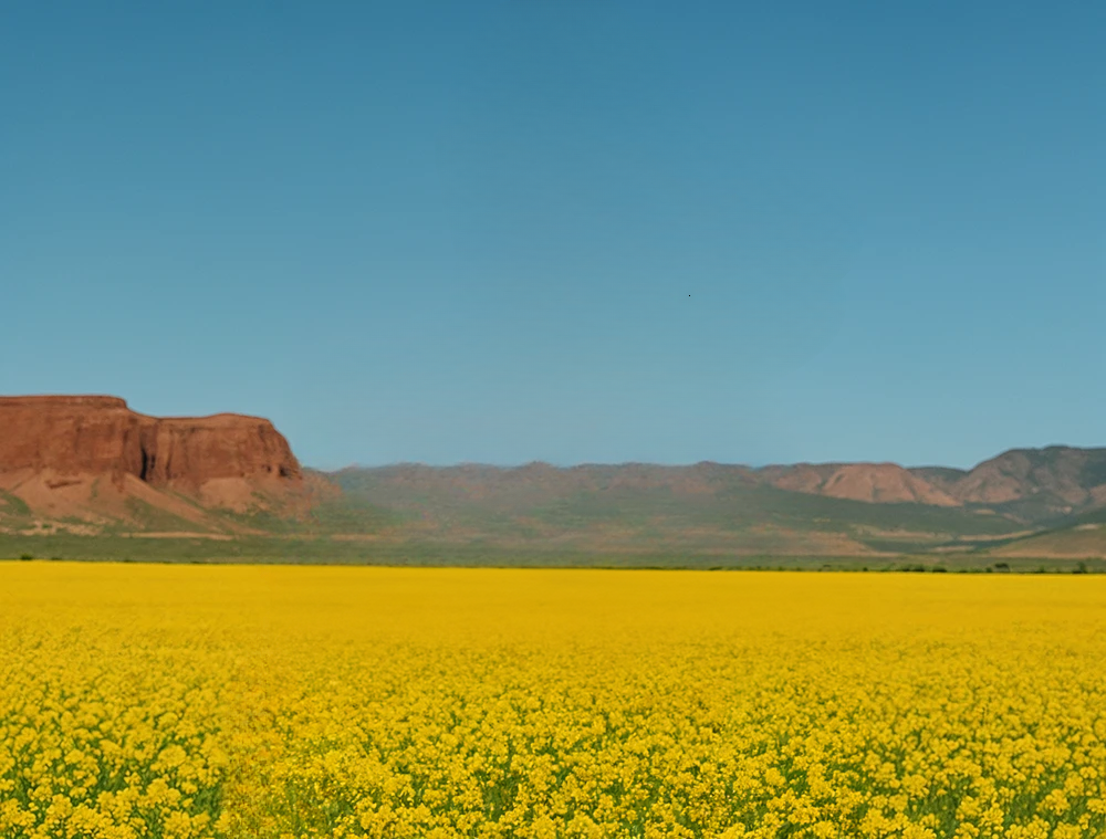 Vibrant yellow flower field with distant red cliffs