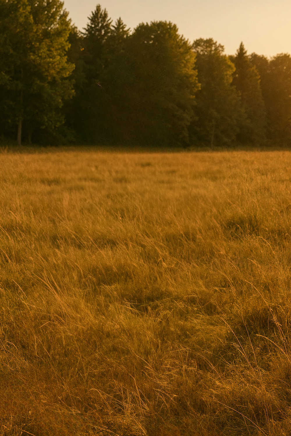 Sunlit grassy field bordered by dense green forest trees