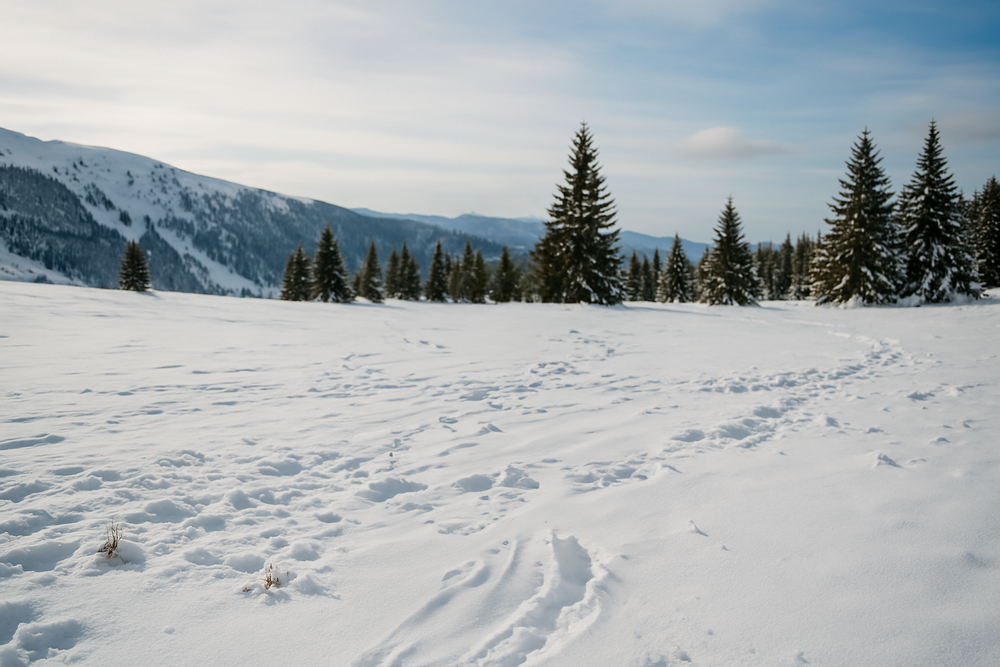 Snow-covered forest with distant mountain view