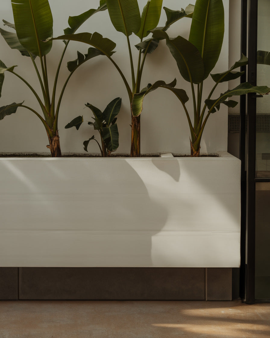 Soft indoor sunlight casting gentle shadows on tall tropical green plants