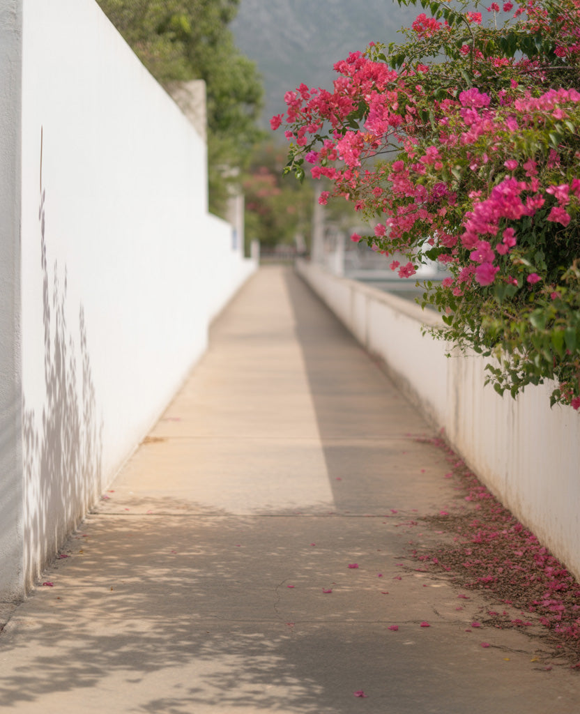 Sunny walkway with white walls and blooming pink flowers
