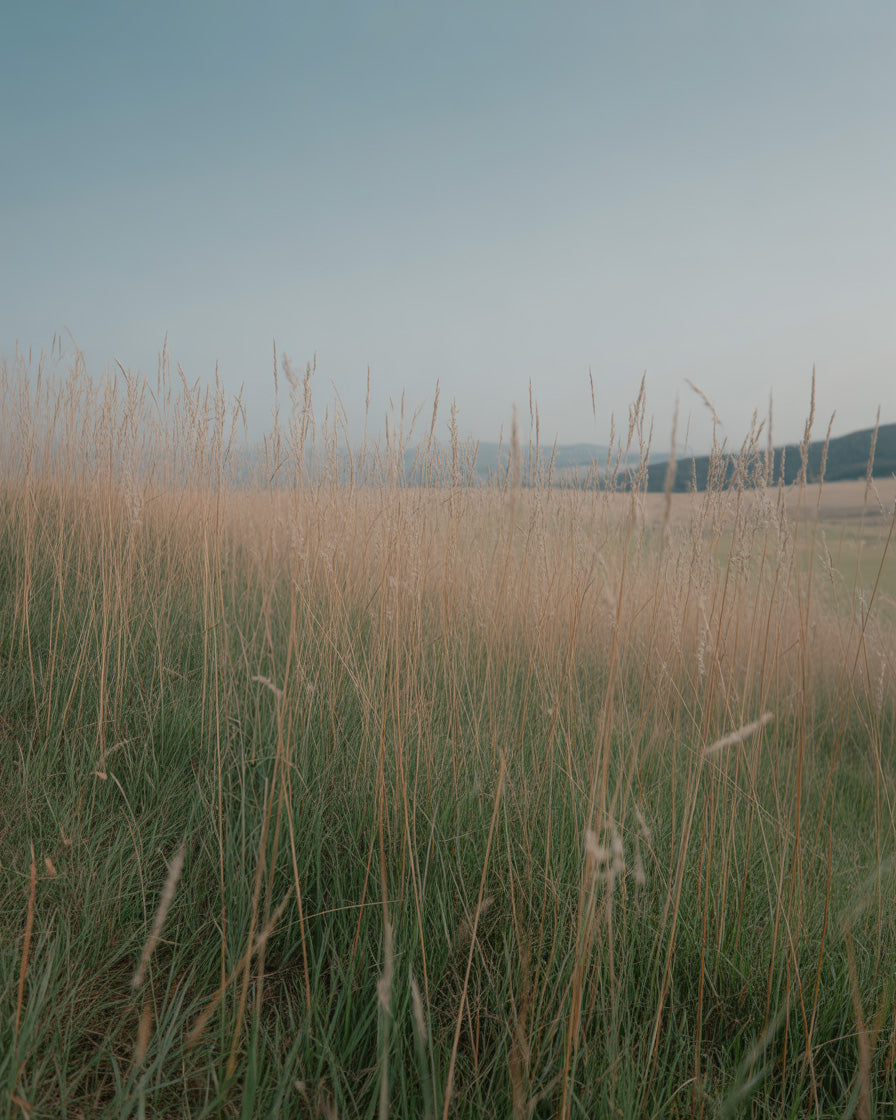 Soft windswept meadow of tall grass beneath pale blue sky