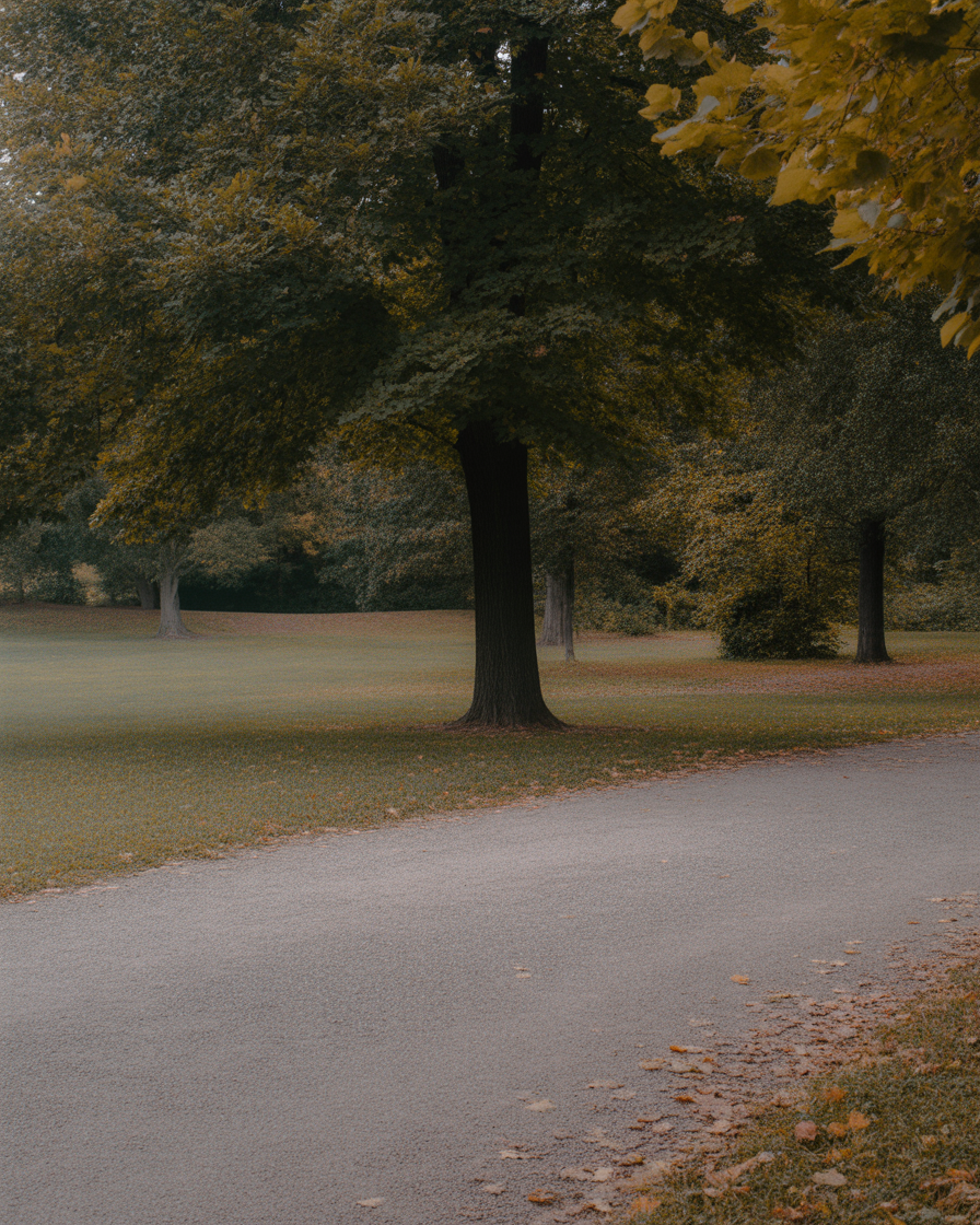 Quiet autumn park with tall trees casting soft shadows
