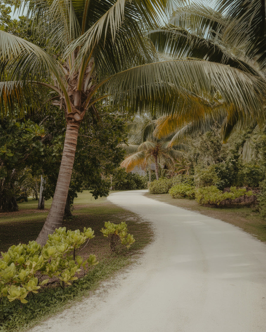 Resort tropical path lined with lush palm trees