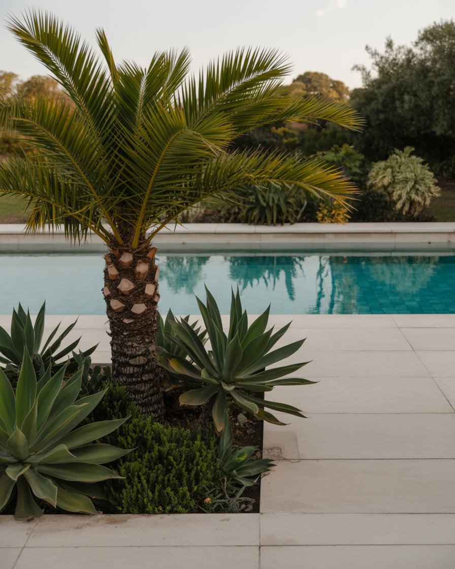Sunlit poolside patio with lush tropical plants