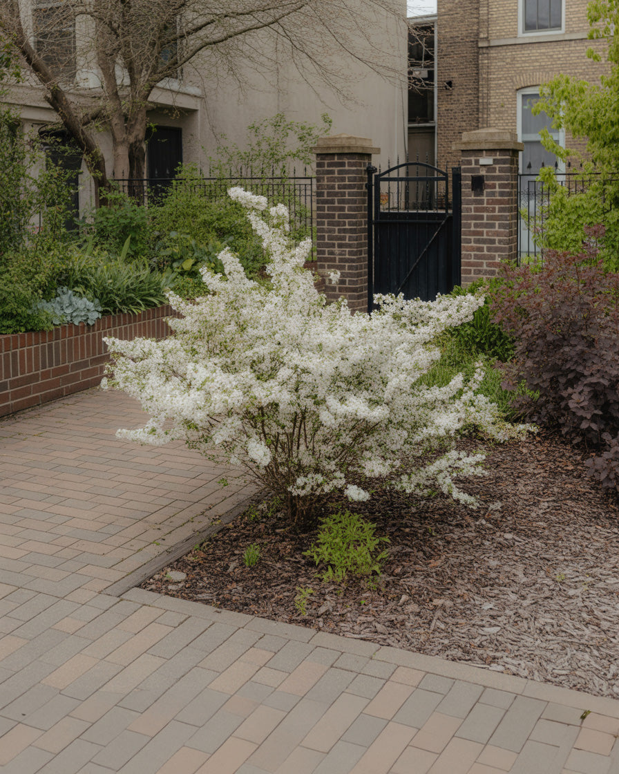 Blooming white shrub beside brick walkway in a quiet residential garden