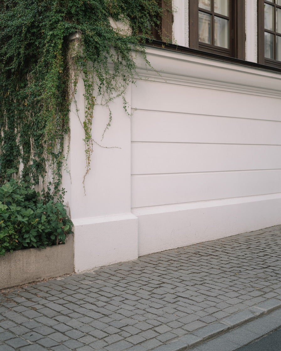 Ivy covered classic building wall with soft neutral stone texture