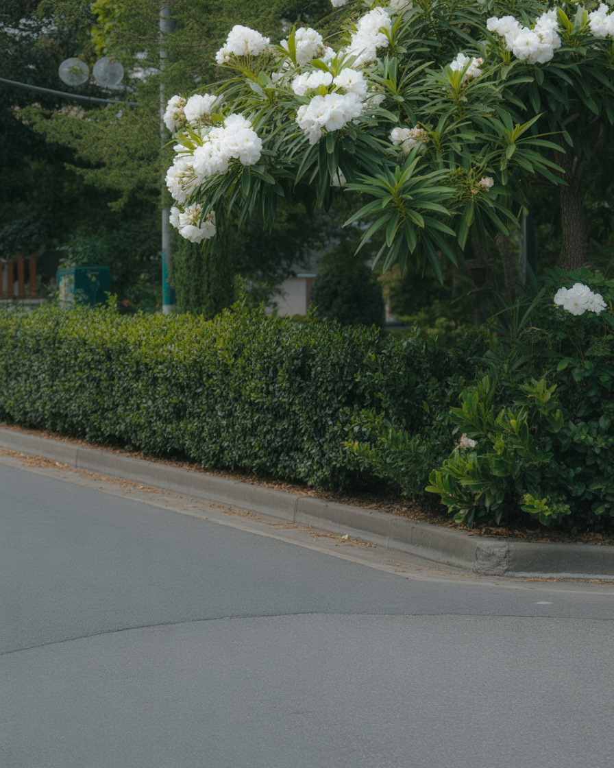 Quiet roadside garden with white blossoms and dense green hedges
