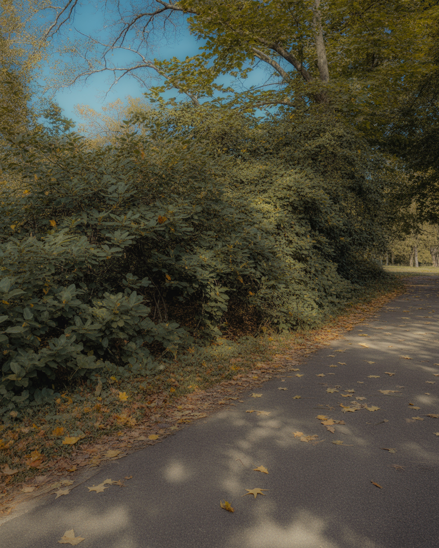 Dappled sunlight filters through dense greenery along a quiet park pathway