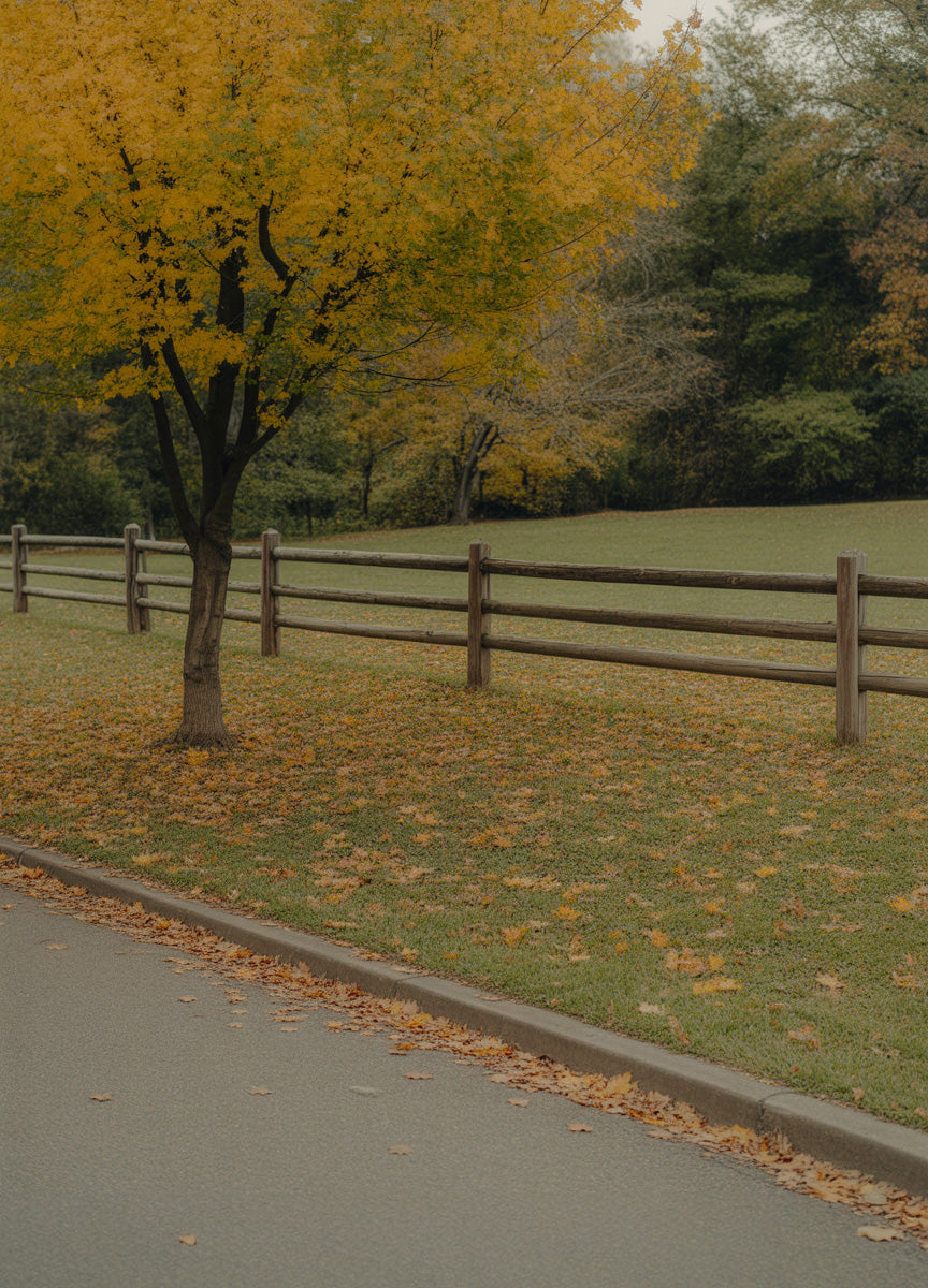Quiet park scene with golden autumn leaves, a lone tree beside a wooden fence and open grassy field