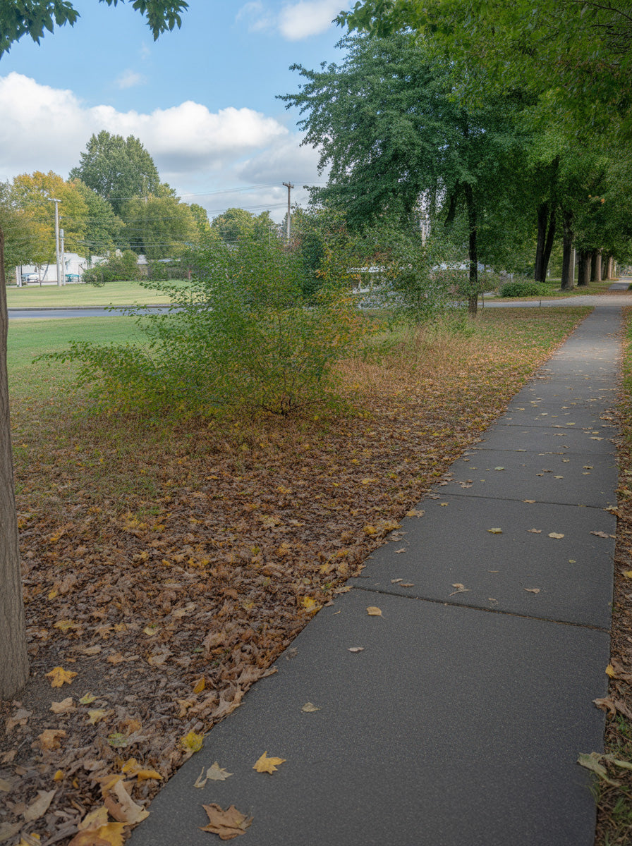 A peaceful suburban park walkway bordered by mature trees