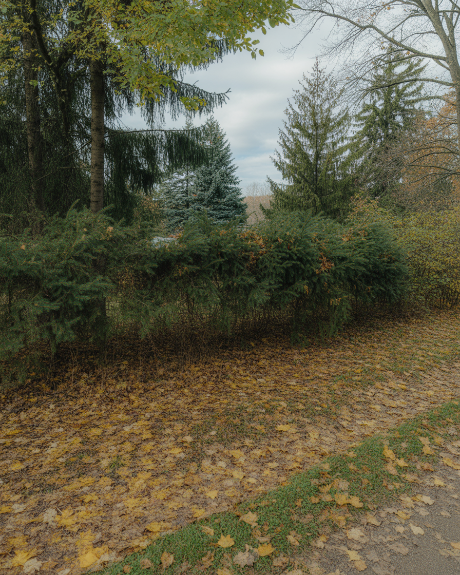 Quiet woodland edge with autumn leaves and layered evergreen trees