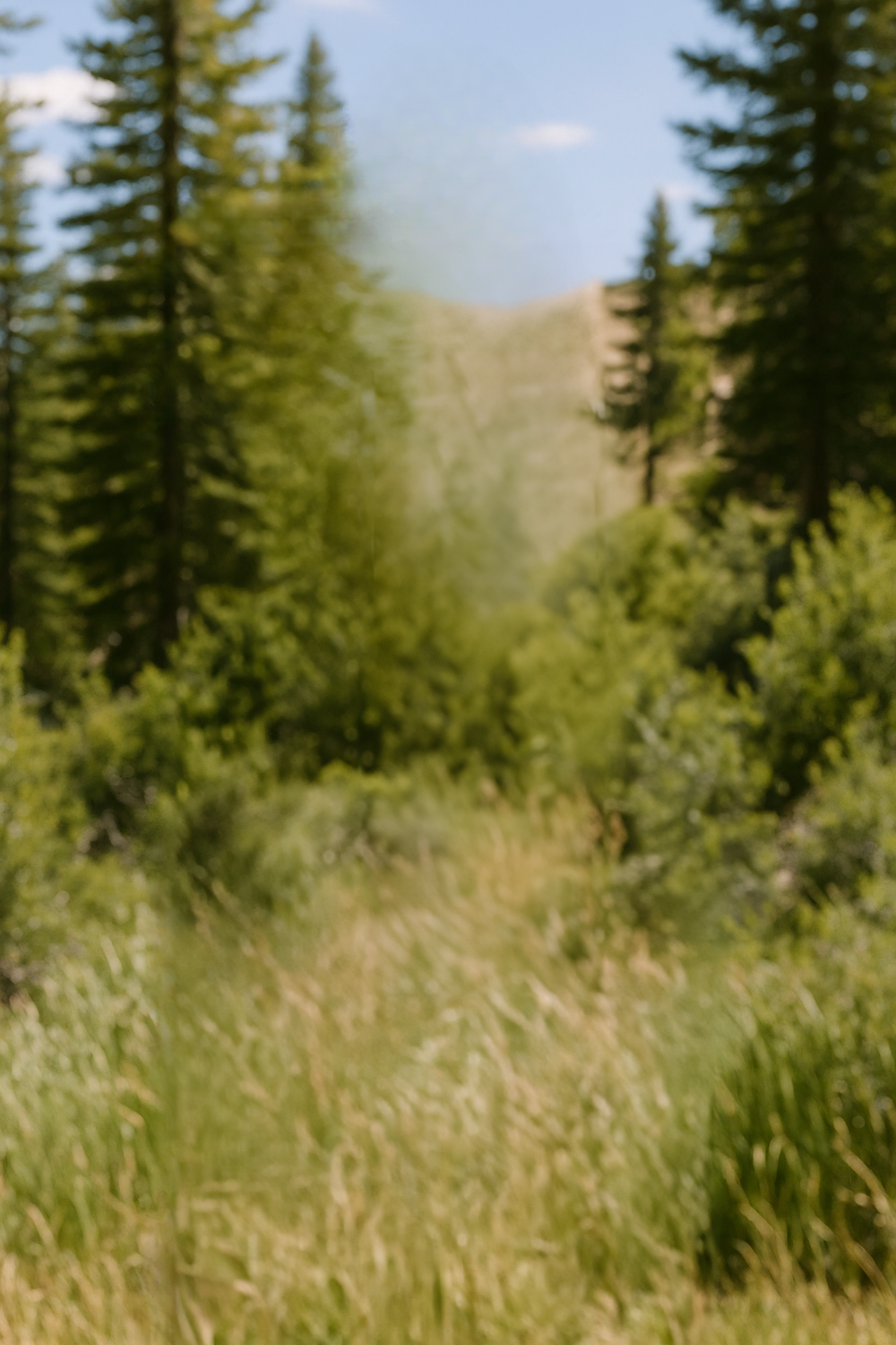 Afternoon sky forest by tall alpine pine trees