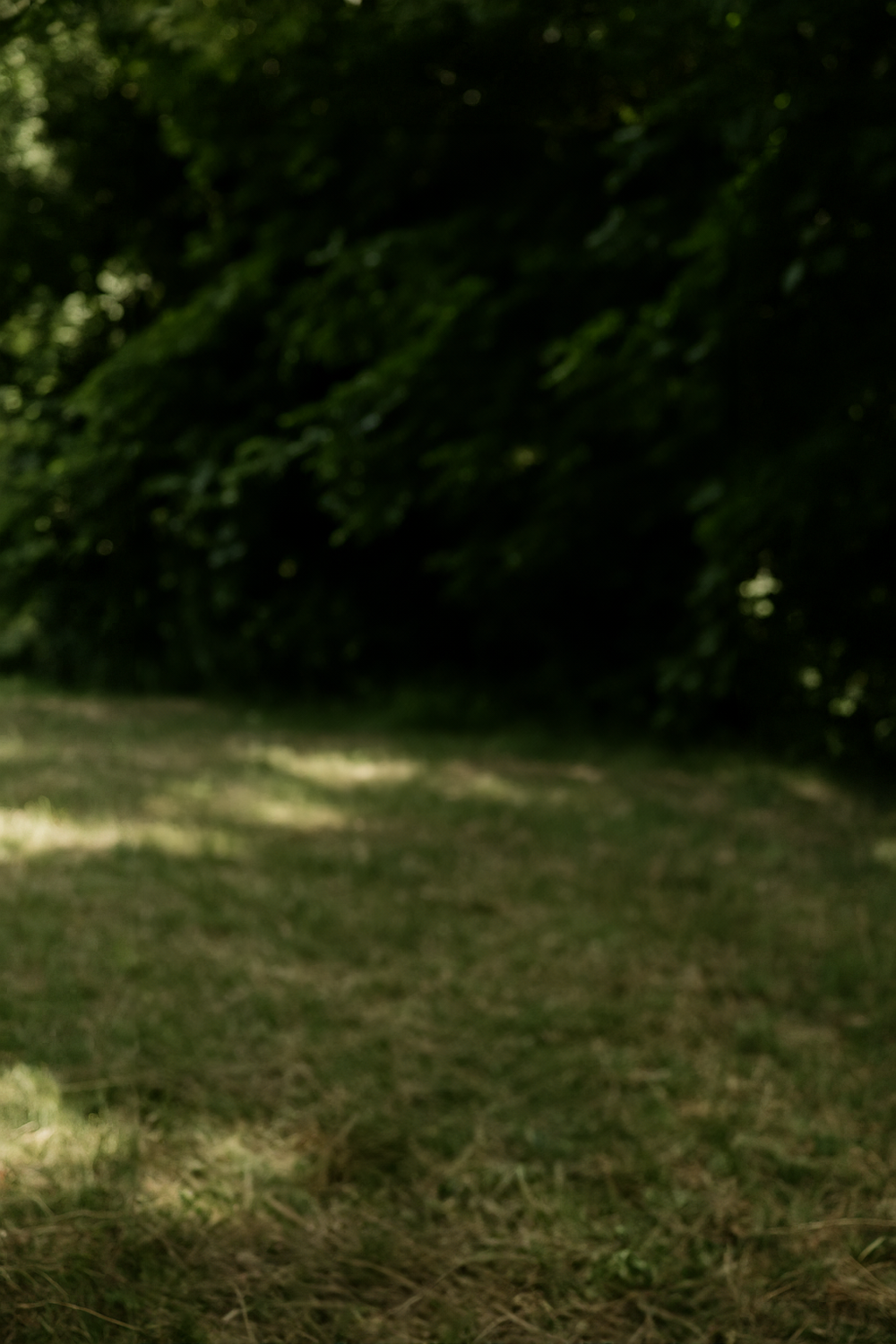 Calm Shaded Grove Beside Open Grass