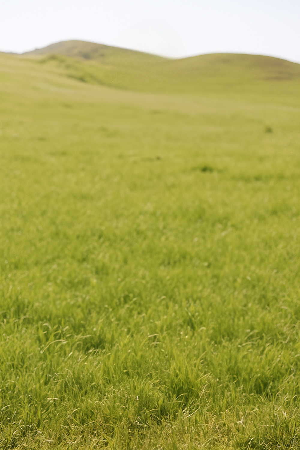 Golden Grass Morning in a Wide Open Field