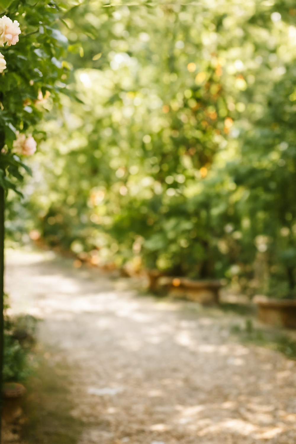 Soft Green Serenity in Bloomed Garden