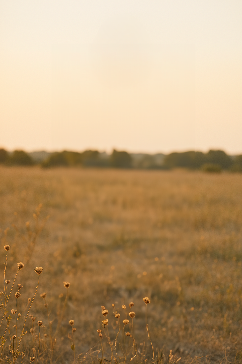 Golden field stretching beneath sunset sky