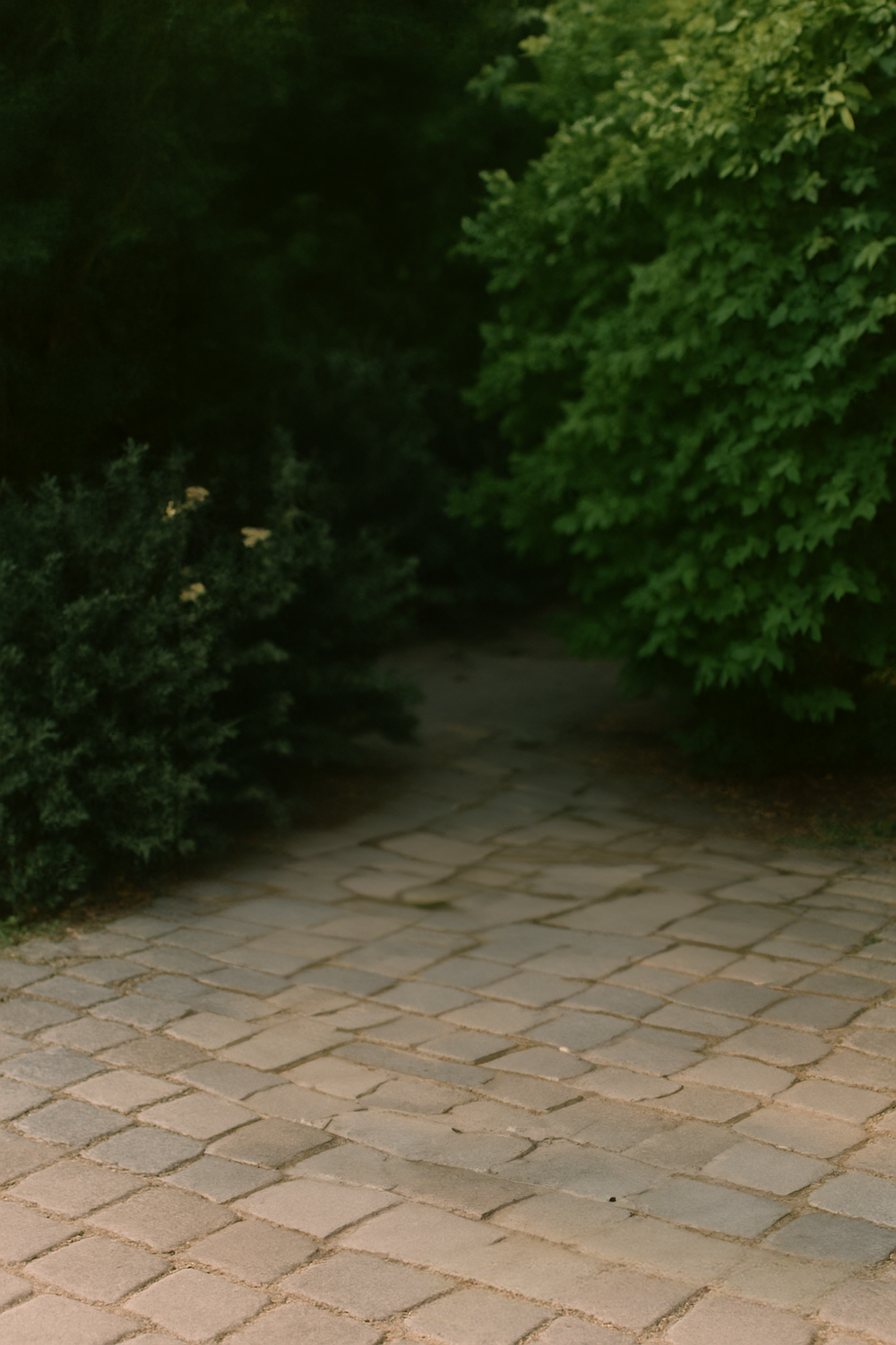 Stone Path and Soft Light Beneath Greenery