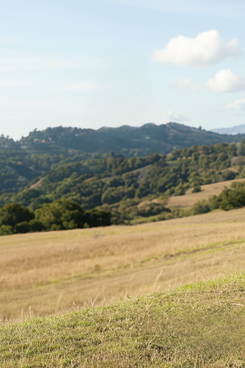 Rolling grassy hills with distant tree-covered mountain ridge