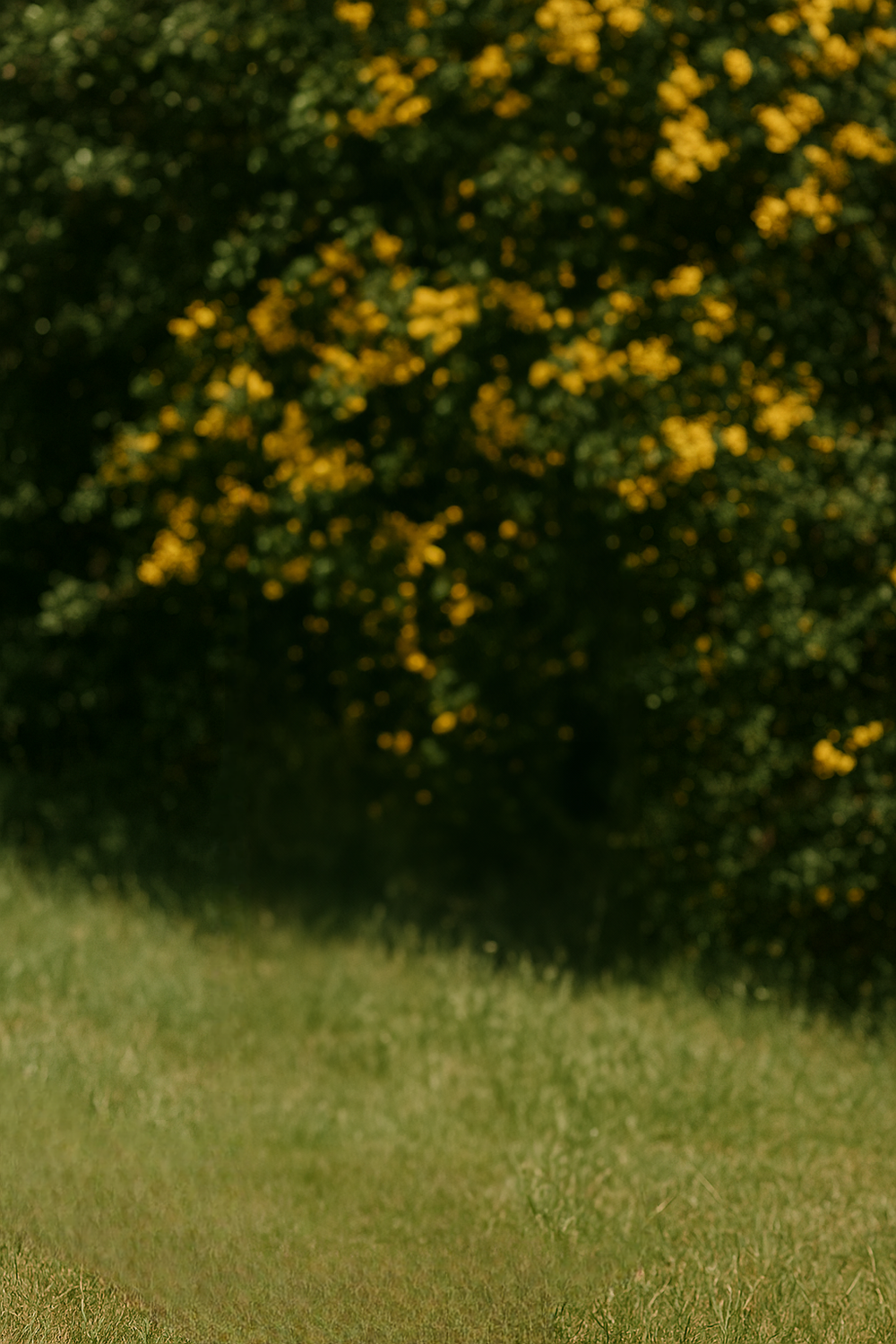 Sunny grassy field with dense green bushes and yellow flowers