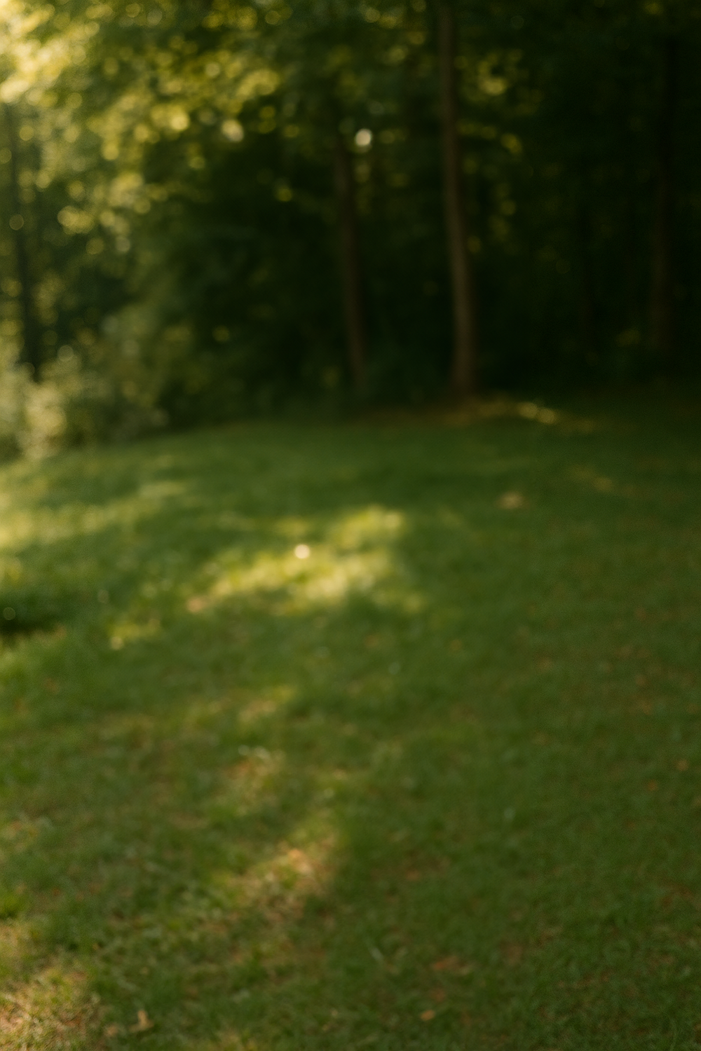 Soft Morning Light in a Quiet Forest Clearing