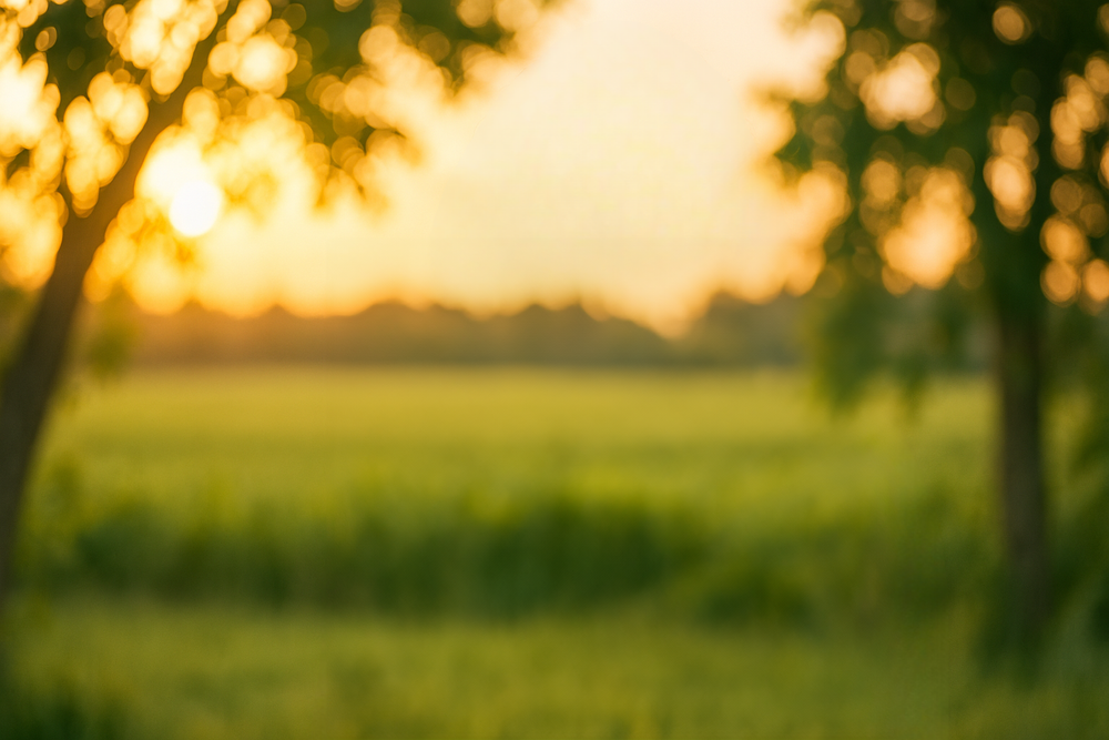 Sunlit meadow stroll on a summer afternoon