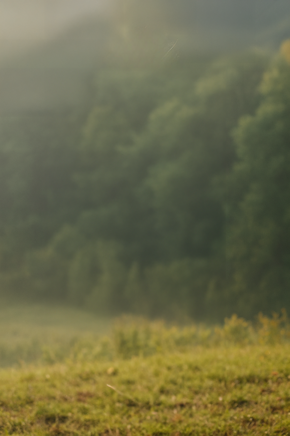 Foggy Forest Edge at Sunrise with Soft Golden Light