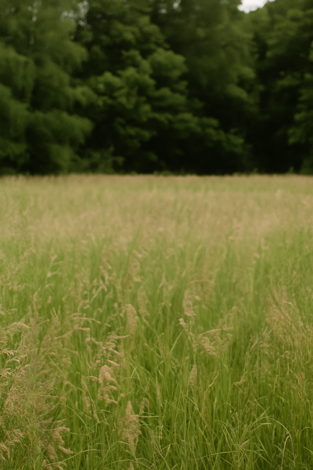 Open Grassy Meadow Bordering Dense Green Trees