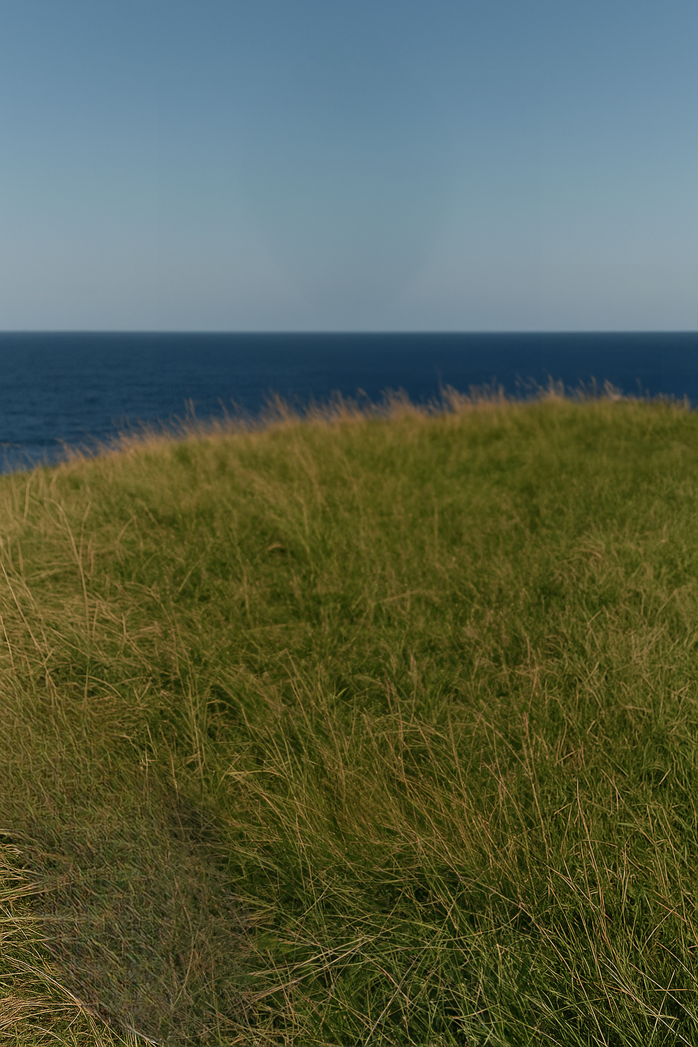 Coastal grassland overlooking calm ocean under clear sky