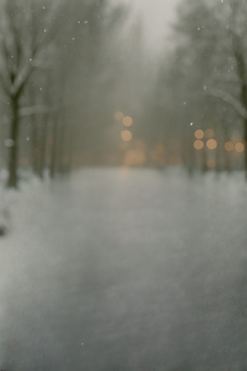 Snowfall drifts gently through tall pine forest in winter