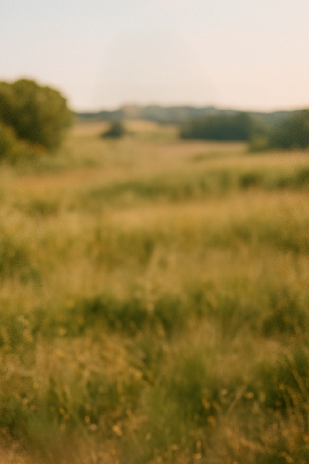 Open Meadow Alive with Wind and Grass