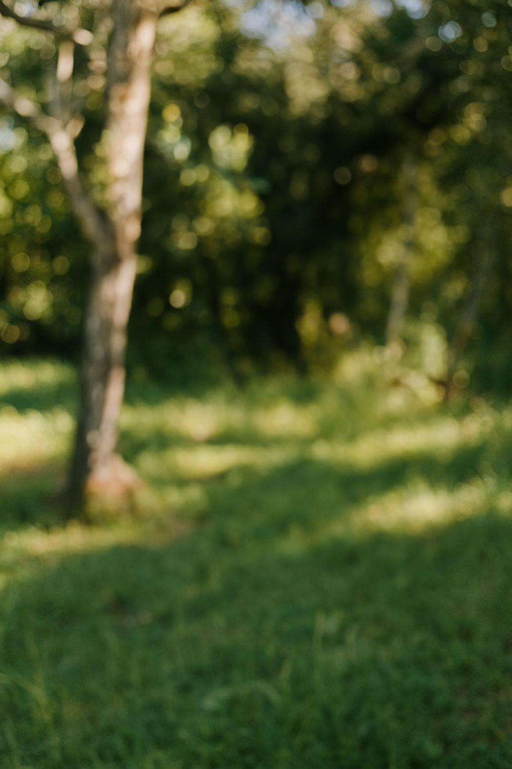 Quiet Green Meadow at the Edge of Trees