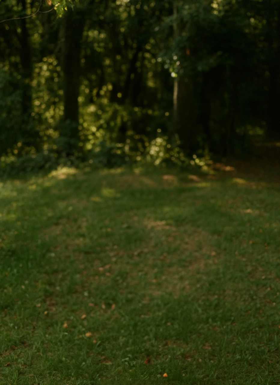 Woodland Backdrop with Natural Soft Lighting