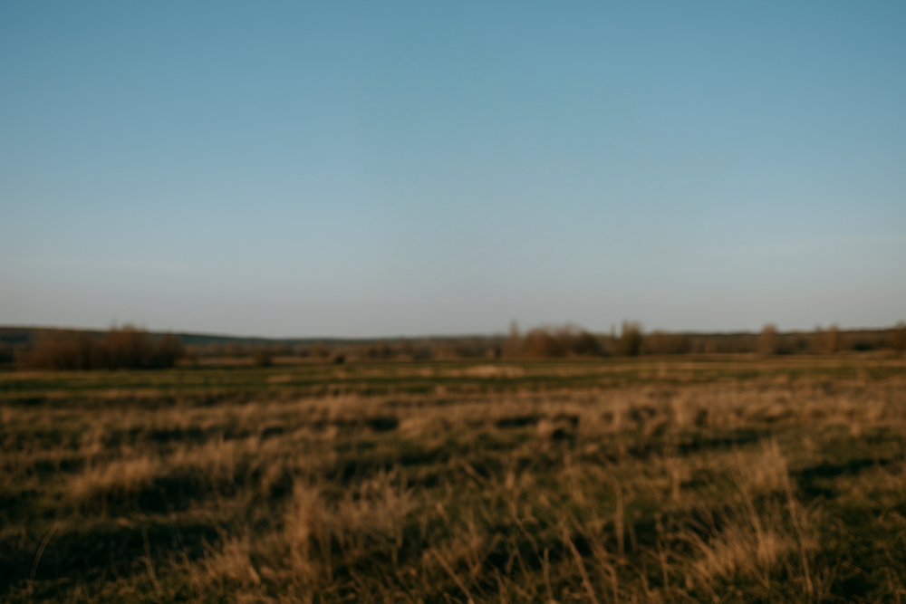 Open grassland under clear blue sky