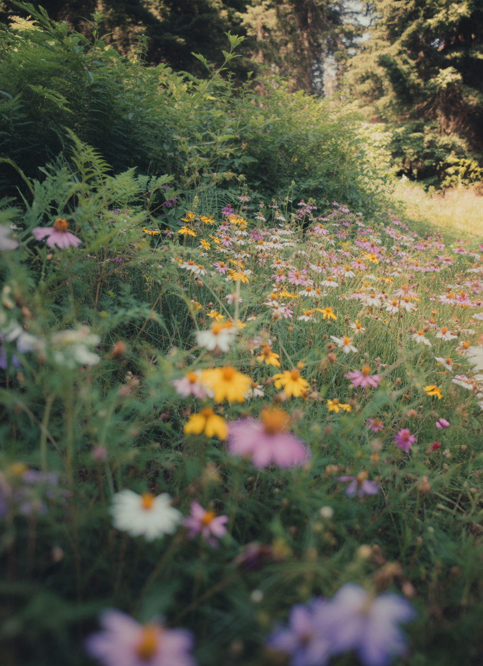 Wildflower meadow bordered by dense green forest edge