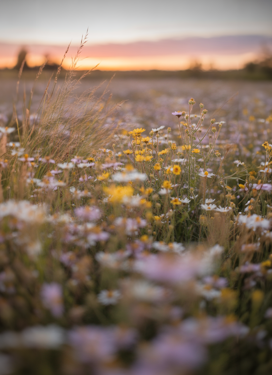 Wildflower meadow glowing under a warm sunset sky