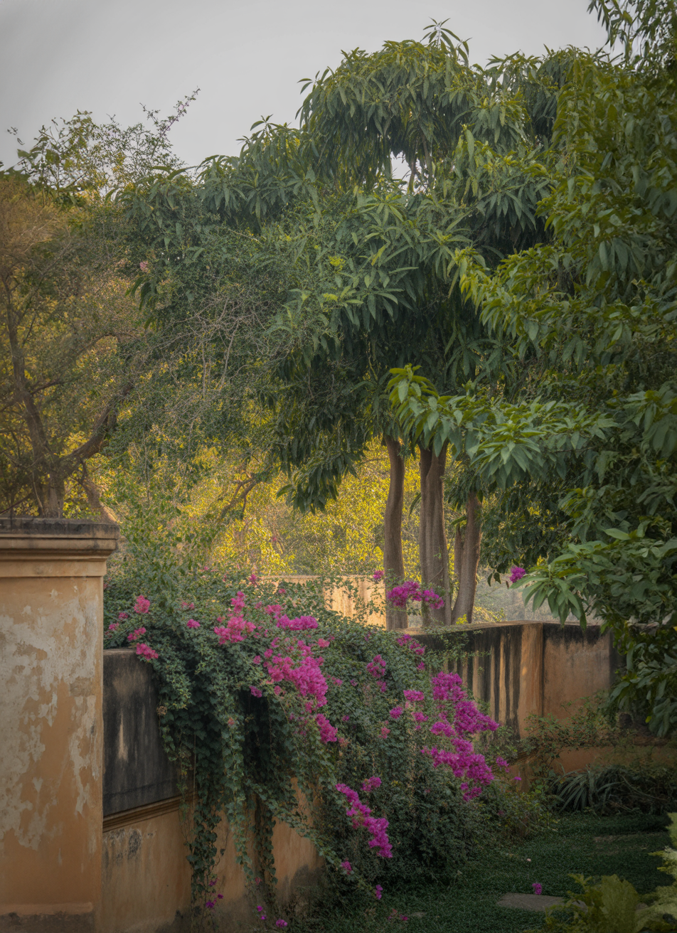 Overgrown garden wall covered in pink flowering vines