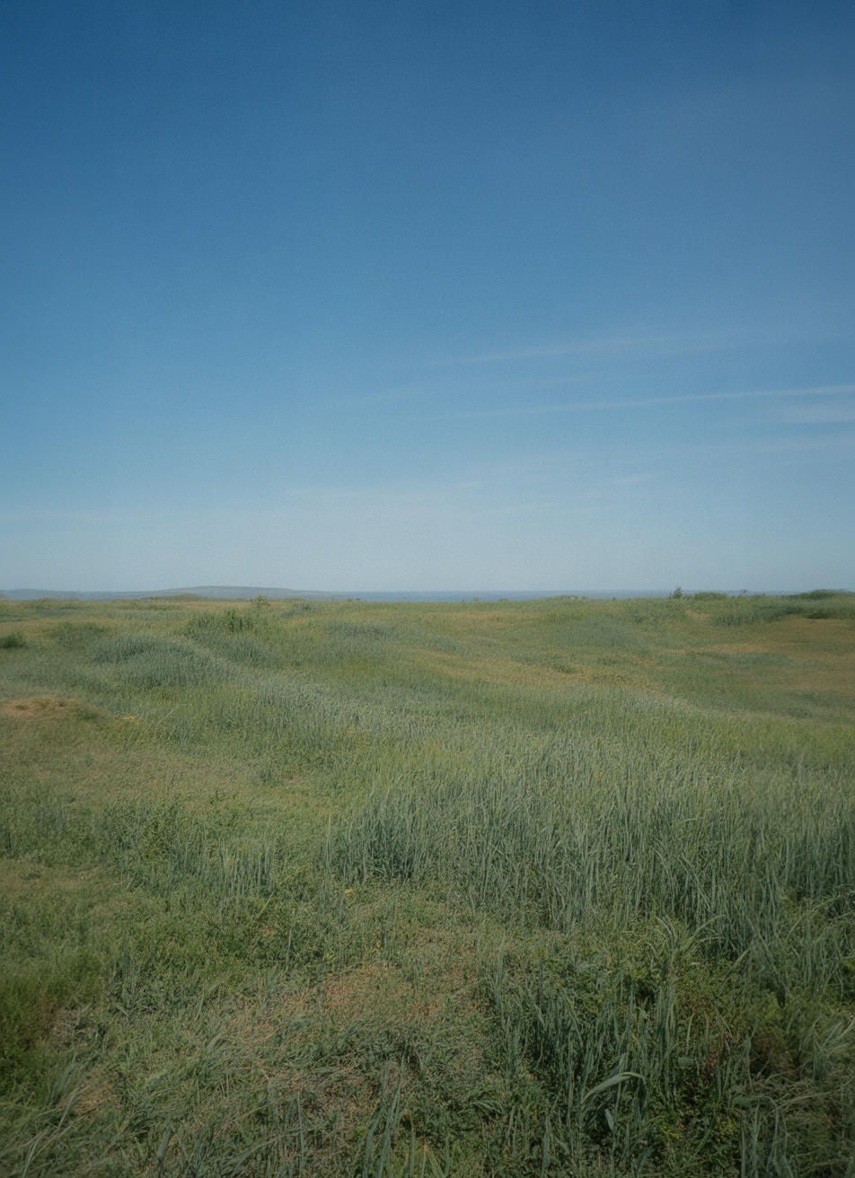 Open grassy field under clear blue summer sky